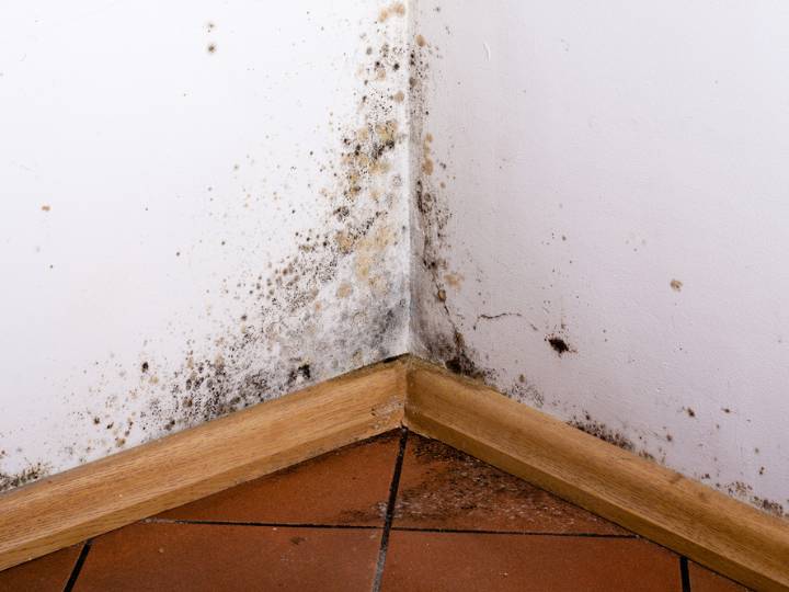 Mold in the corner of a house. Dampness or water damage or even roof leaks can cause mold and mildew to grow on the walls of your home