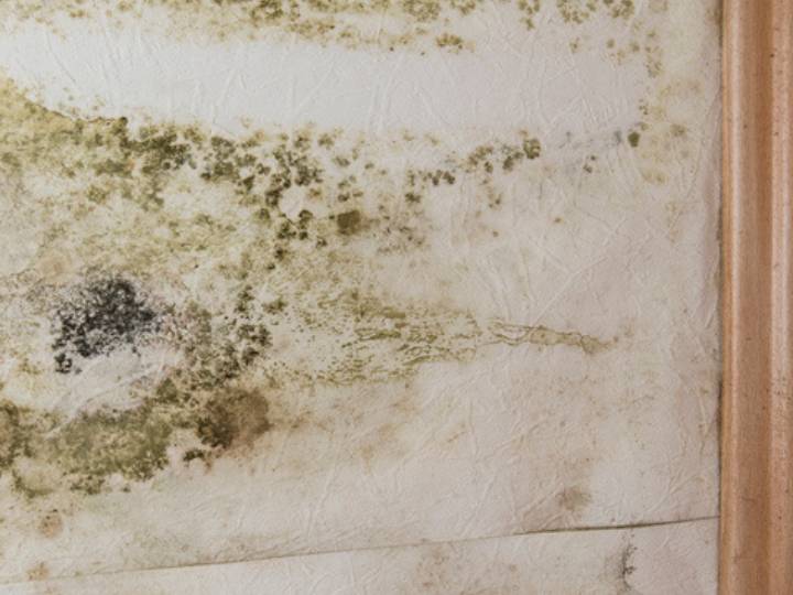 black mold and mildew cover a wall in a home testing for mold is very important